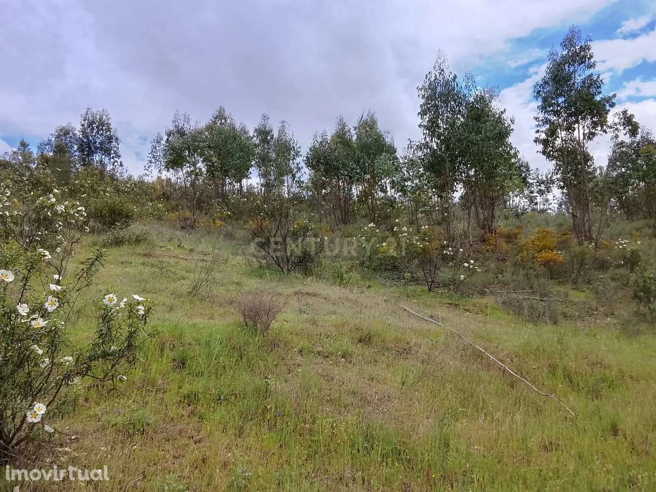 Terreno Rústico 1.6ha- Santana, Nisa - Grande imagem: 2/13