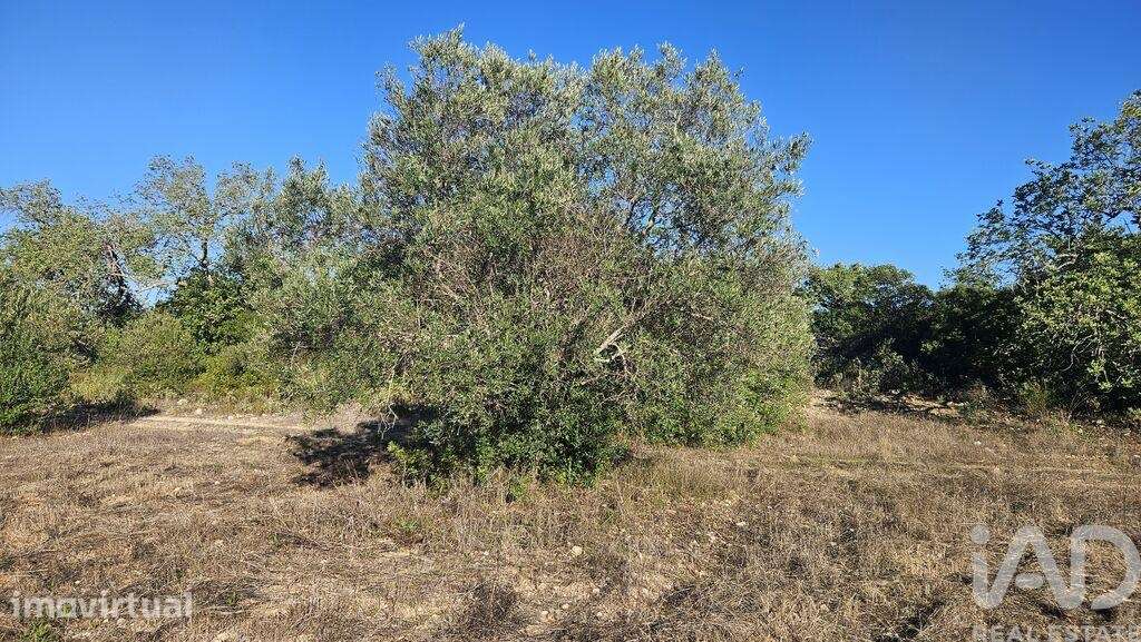 Terreno Agrícola em Santa Bárbara de Nexe - Grande imagem: 4/14