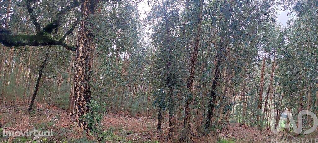 Terreno Agrícola em Bela - Grande imagem: 2/13