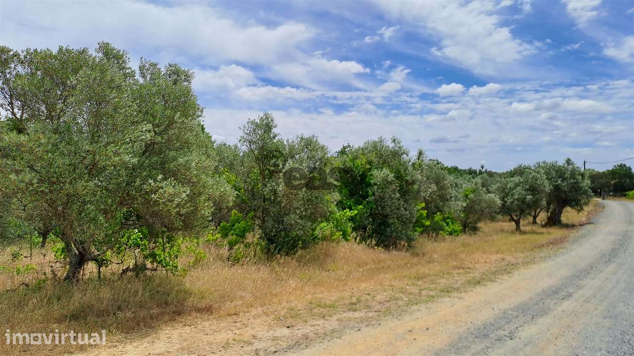 Terreno rústico com 5.250 m2 com Oliveiras e Pé de Vinha - Grande imagem: 4/8