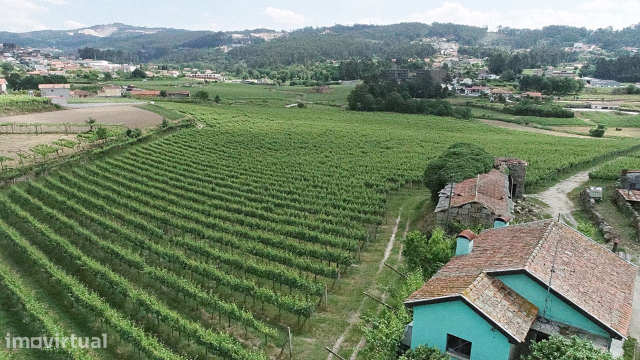 Quinta com Vinha em Valpedre – Penafiel - Grande imagem: 2/9