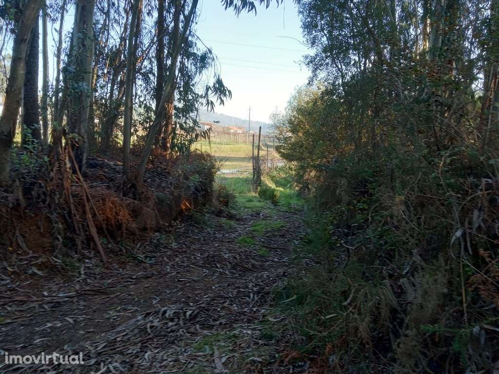 2 Terrenos (3.600 m2) em Anais. - Grande imagem: 5/5