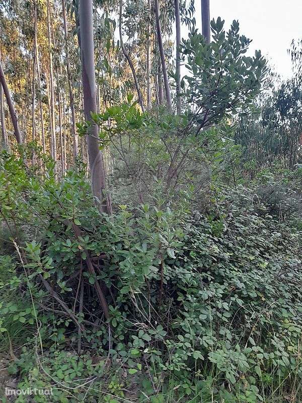 Terreno  para venda - Grande imagem: 3/3