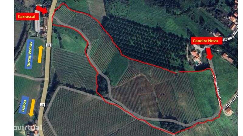 Terreno com árvores fruto - Grande imagem: 2/8