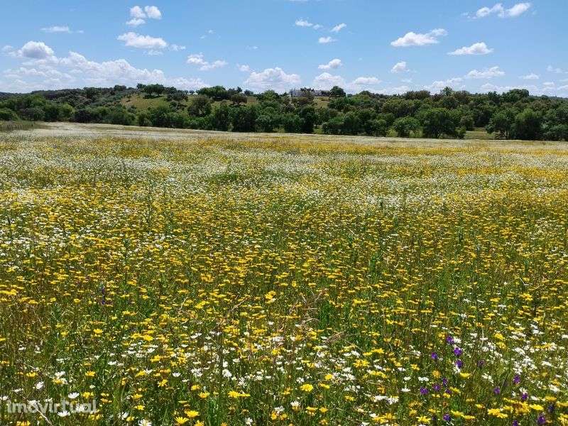 Propriedade junto a Estremoz - Grande imagem: 3/5