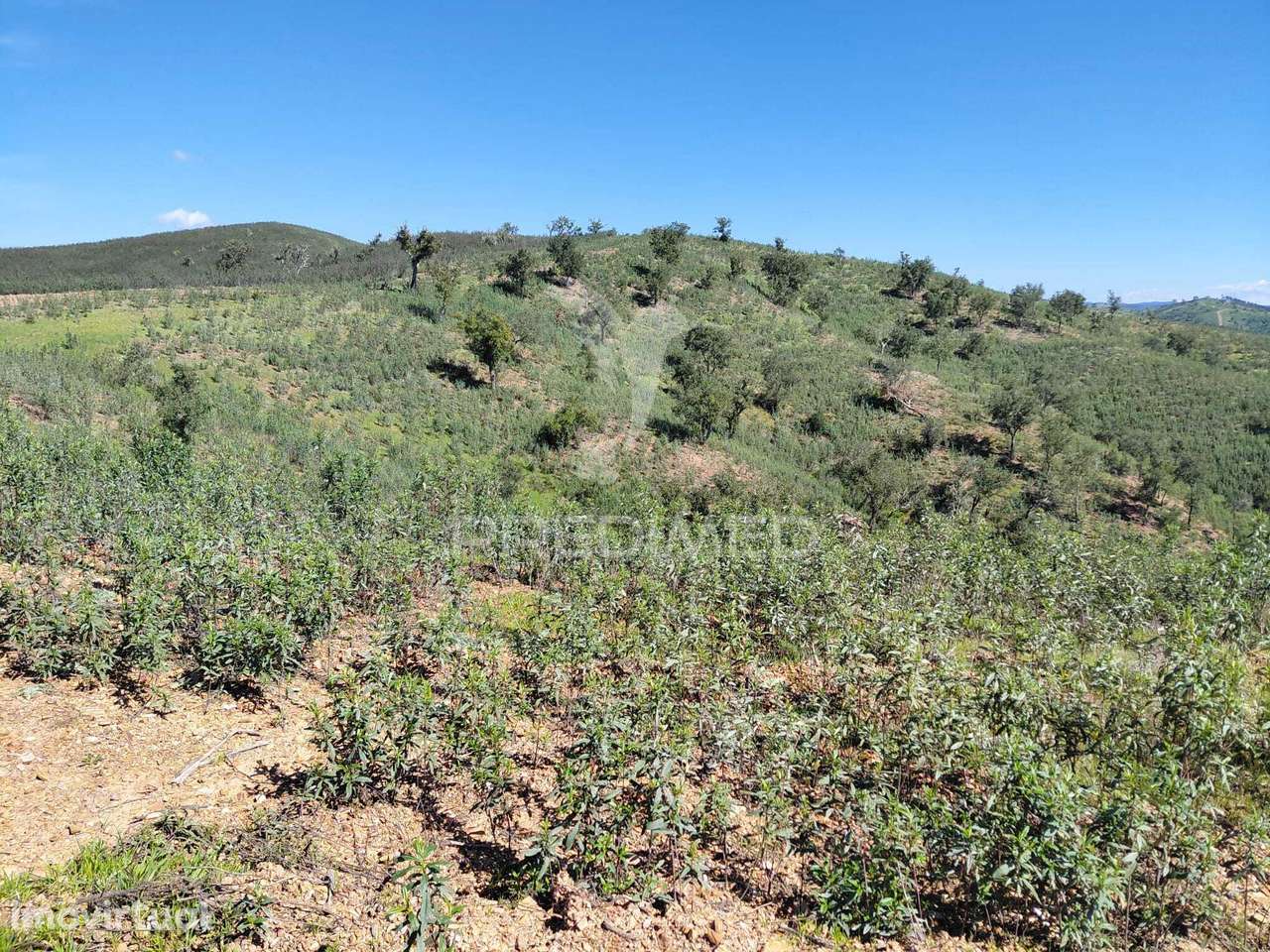 Terreno Rústico ,Sabóia,Odemira. - Grande imagem: 4/7