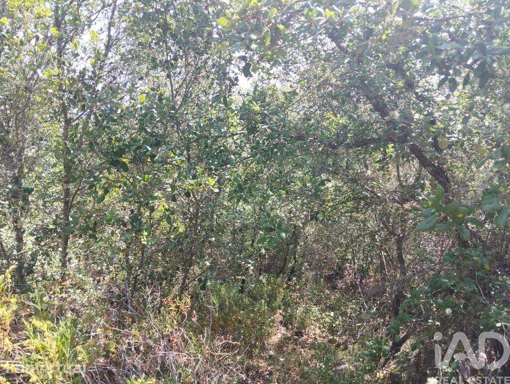 Terreno em Chãos de 1760,00 m2 - Grande imagem: 3/11