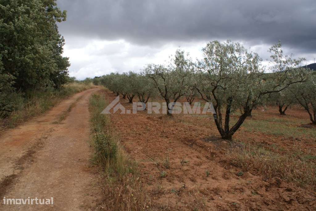Terreno agrícola para venda - Grande imagem: 3/8