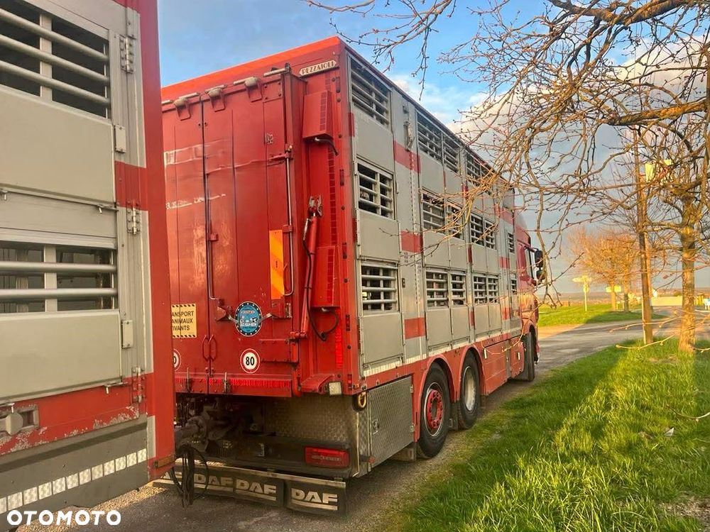 DAF XF 530 Super Space + Przyczepa Pezzaoli - 3X Trzoda, 2 X Bydło I 3 poziomy I Podnoszony dach I Hydroburta I Osie Skrętne I Poidła I Wentylatory I Pilot Manualny | - 4