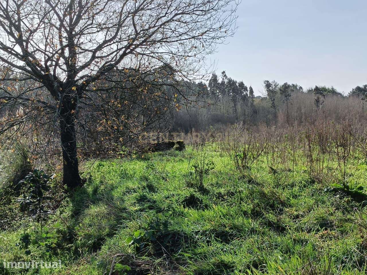 Terreno Agrícola à Venda em Mamarrosa - 9160m² - Grande imagem: 3/6