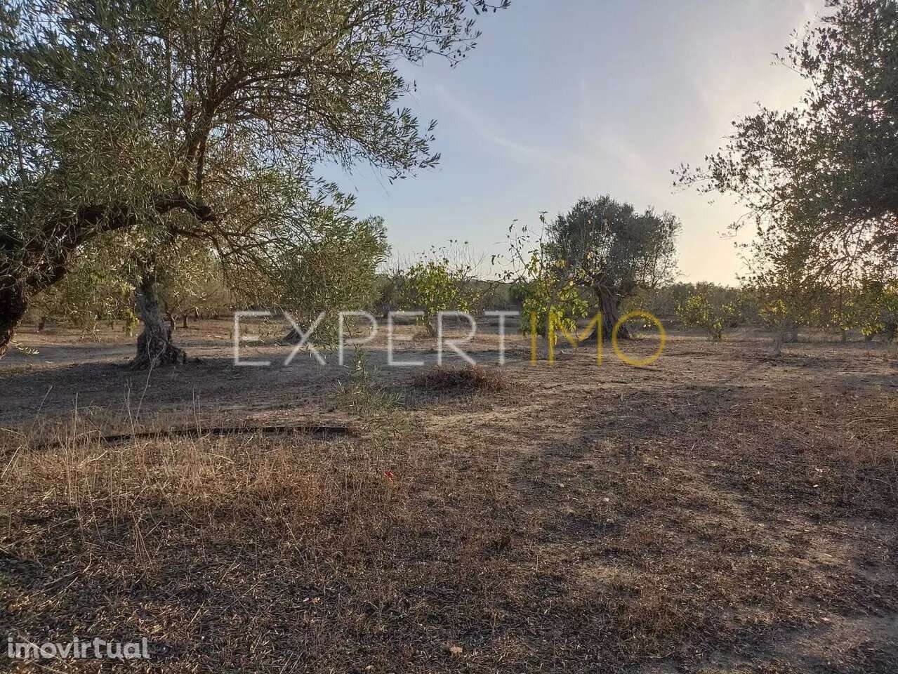 Terreno aberto na região de Serpa para venda - Grande imagem: 5/25