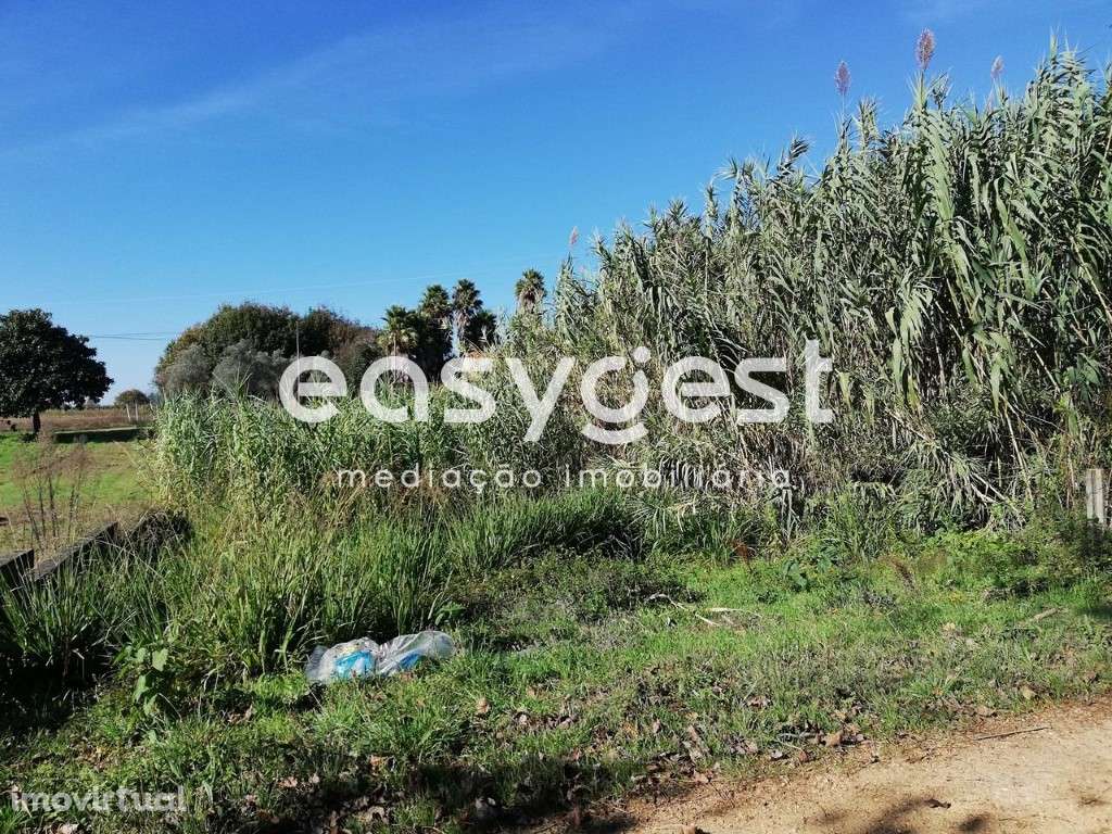 Terreno em Bustos (Oliveira do Bairro) - Grande imagem: 3/9