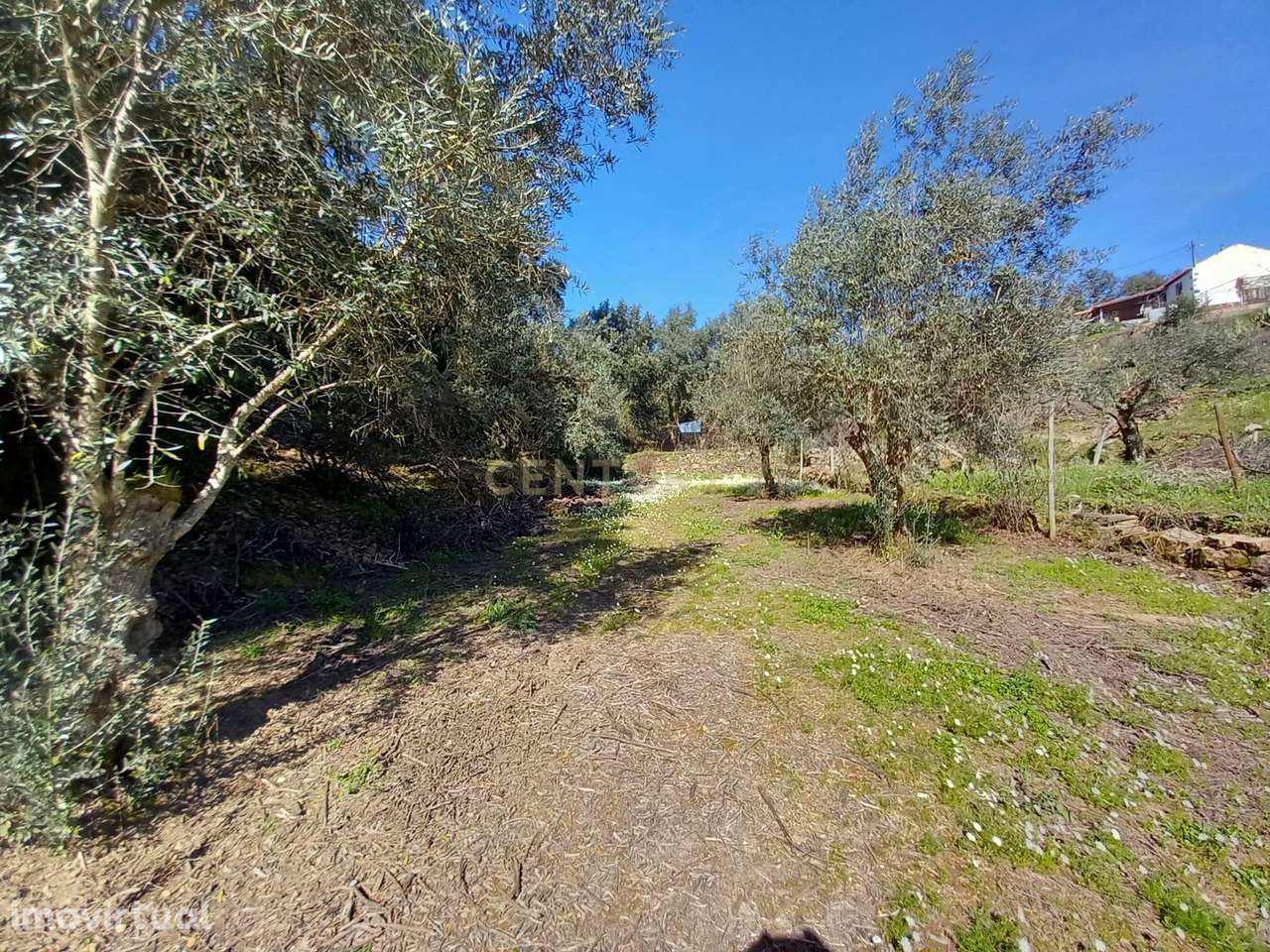 Terreno para Recuperação em Sarzedas, Castelo Branco - Grande imagem: 2/28