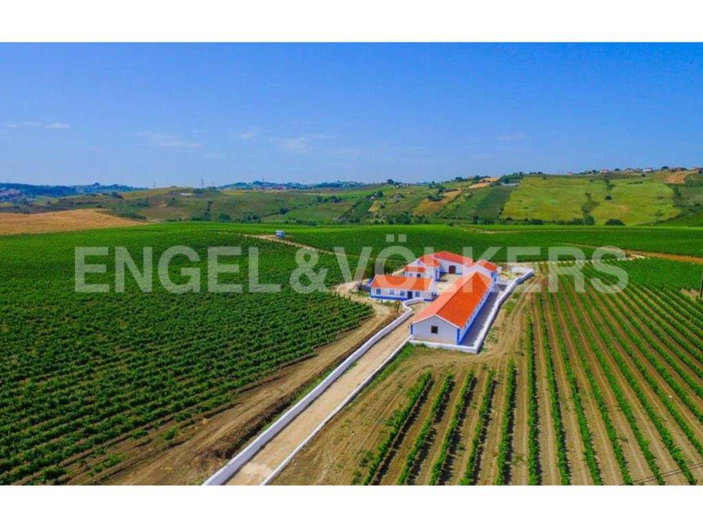 Vinha a norte de Lisboa - Grande imagem: 2/36