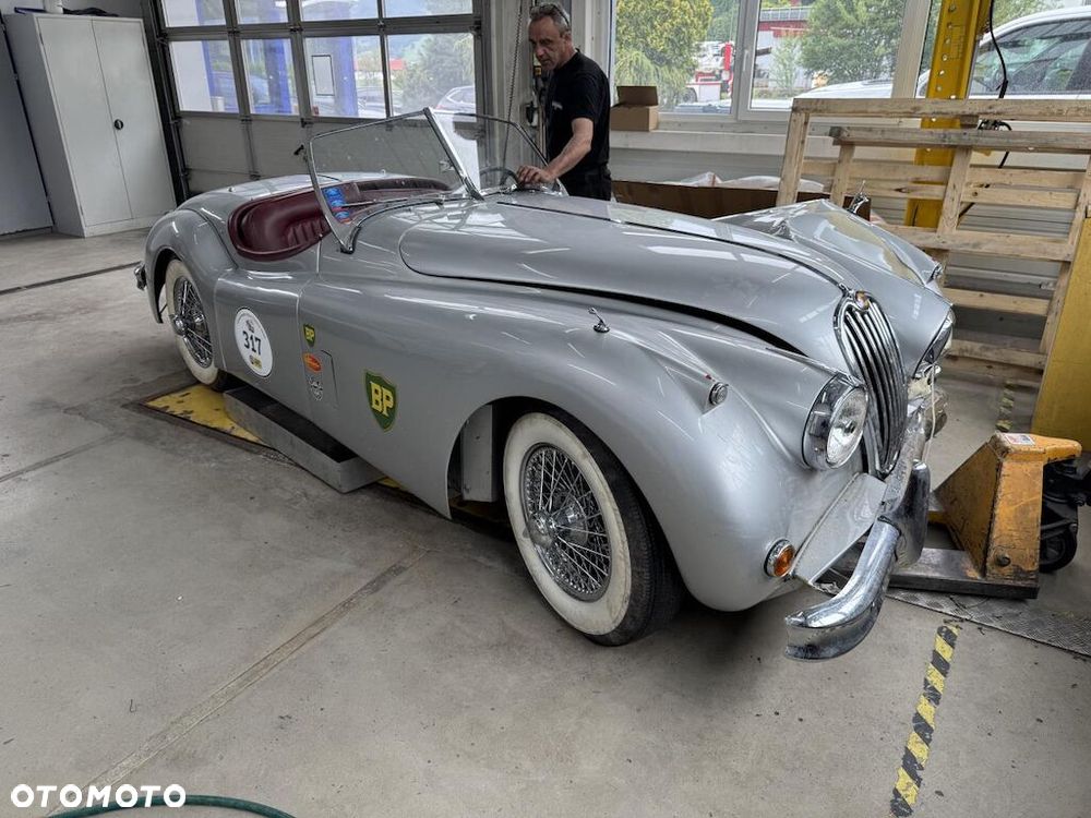Jaguar Inny - 1