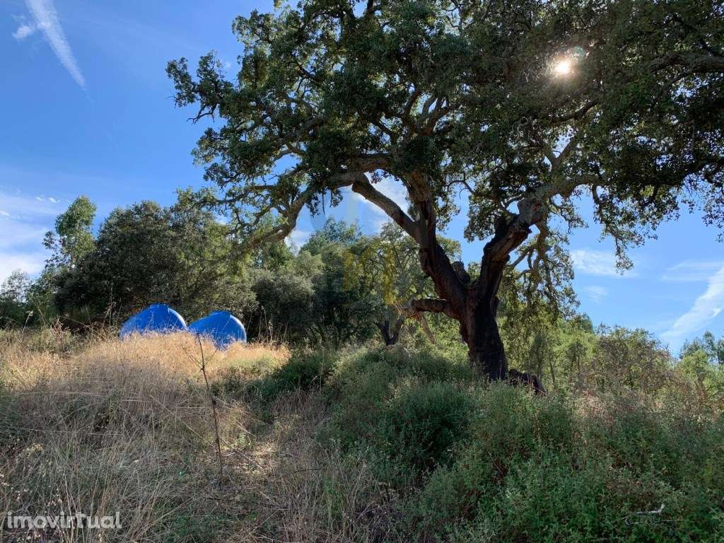 Quinta de 2.9 Hectares em Proença-a-velha - Grande imagem: 4/53