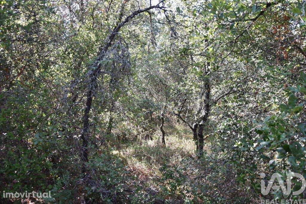 Terreno em Areias e Pias de 7520,00 m2 - Grande imagem: 3/23