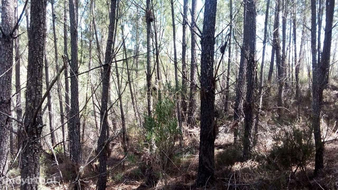Terreno Rústico com 4.448,57 m² – Pinhal e Mato – 20.000€ Vergadinhas, - Grande imagem: 3/5