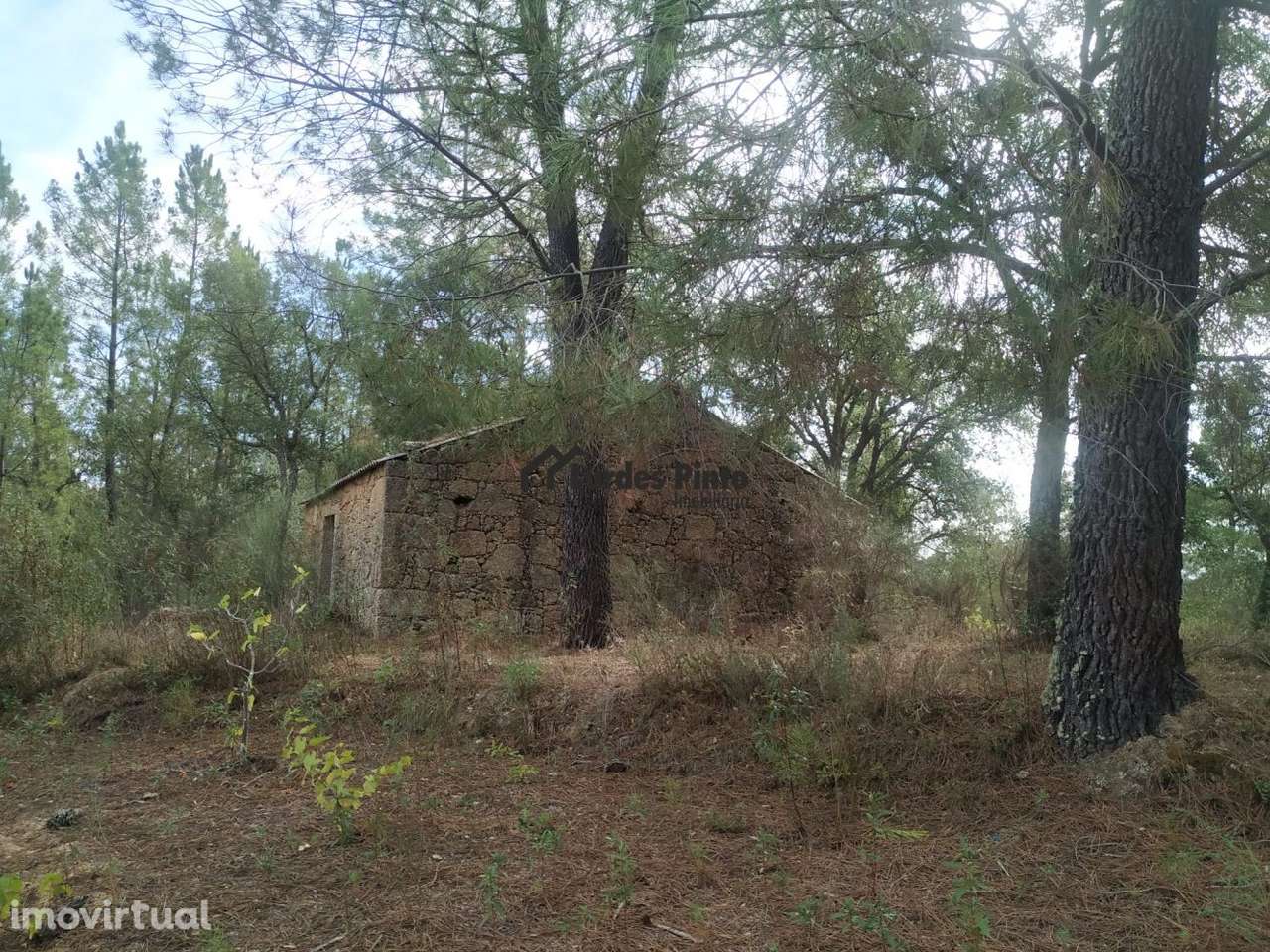 Quinta com casa em pedra - Grande imagem: 3/17
