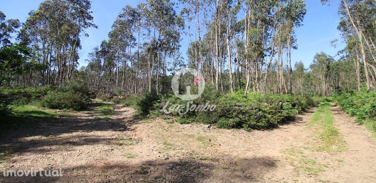 Bouça com 6.800m2 em Fradelos - Grande imagem: 4/5