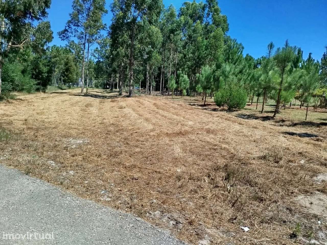 Terreno à Venda em Vagos, Aveiro - Oportunidade Única! - Grande imagem: 3/14