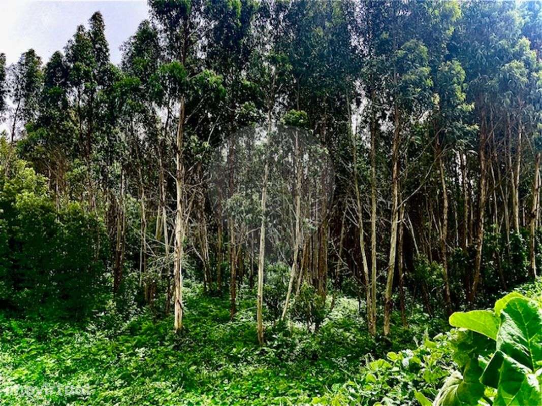 Terreno  para venda - Grande imagem: 3/4