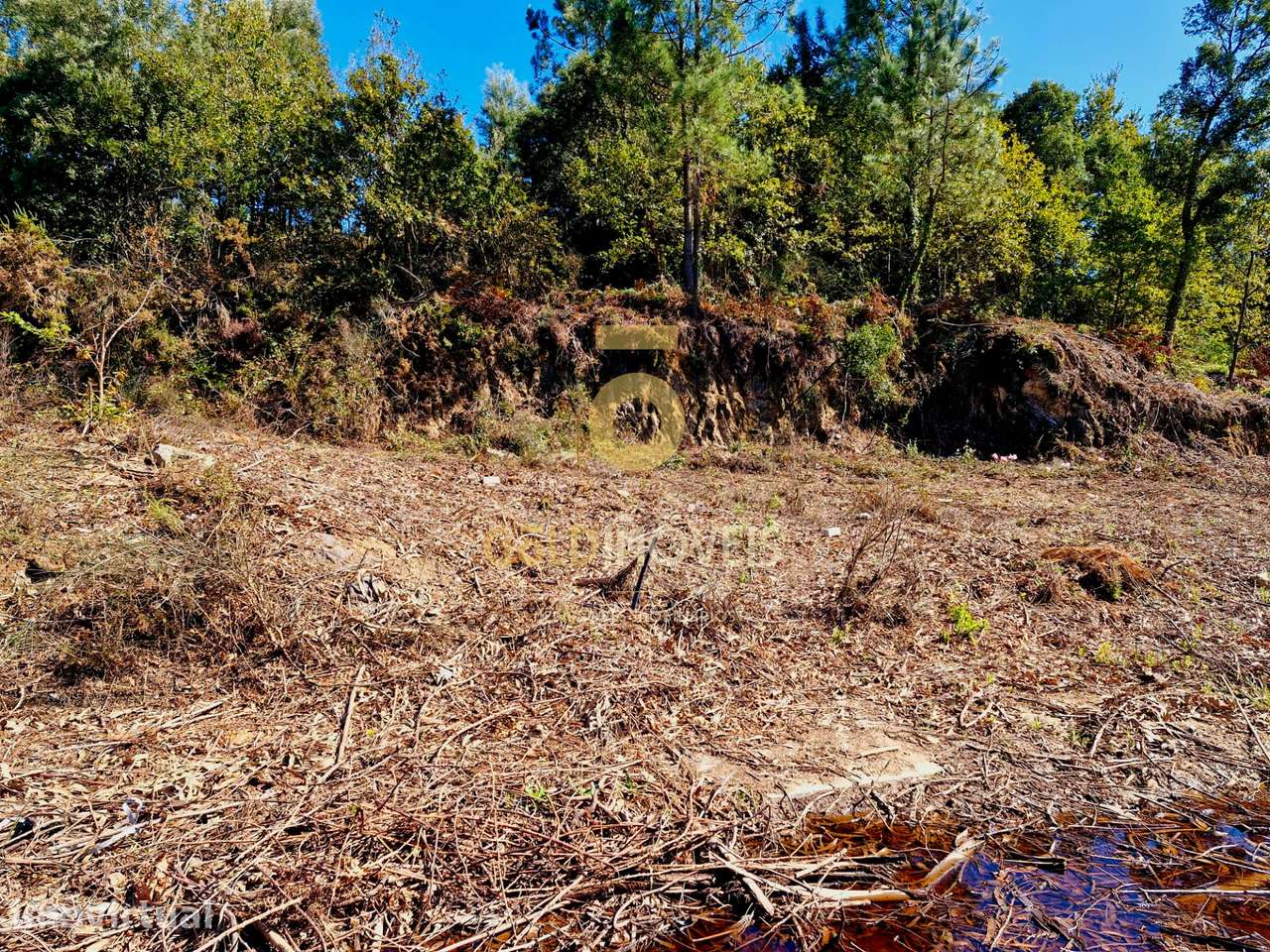 Lote de Terreno  Venda em Pinheiro da Bemposta, Travanca e Palmaz,Oliv - Grande imagem: 4/14