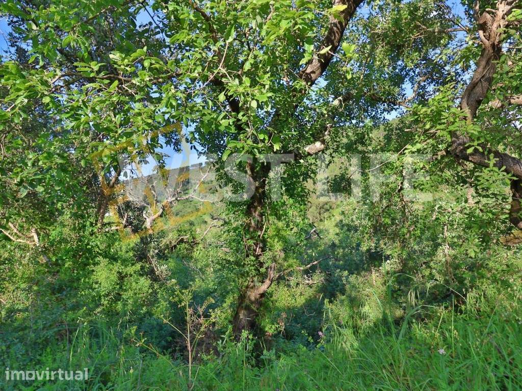 Terreno Rústico com 15560m2 - Natural e Pinhal - EXCLUSIVO WL - Mafra. - Grande imagem: 3/18