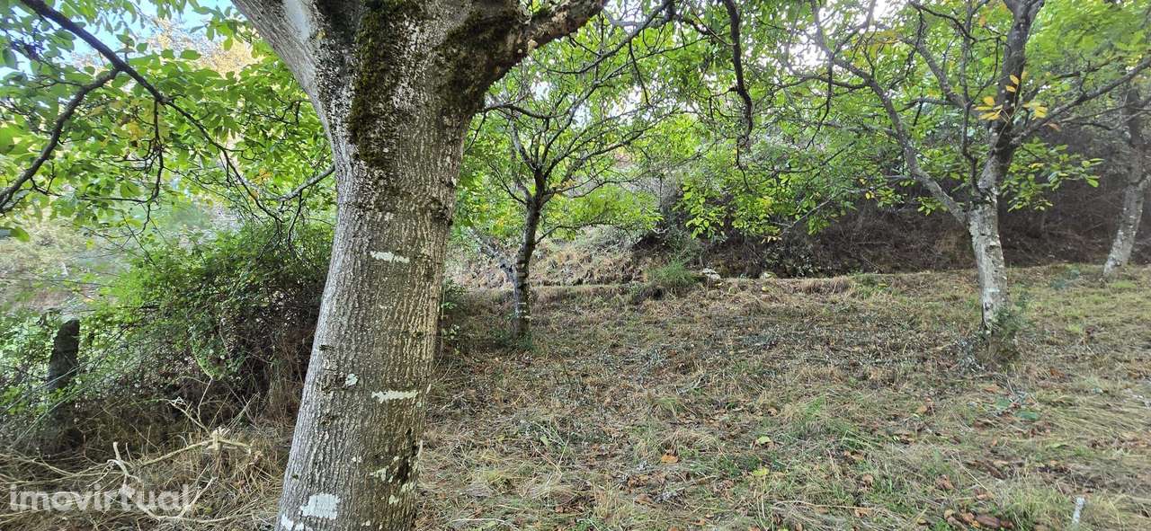 Terreno de produção agrícola em Gestaçô, Baião - Grande imagem: 4/6