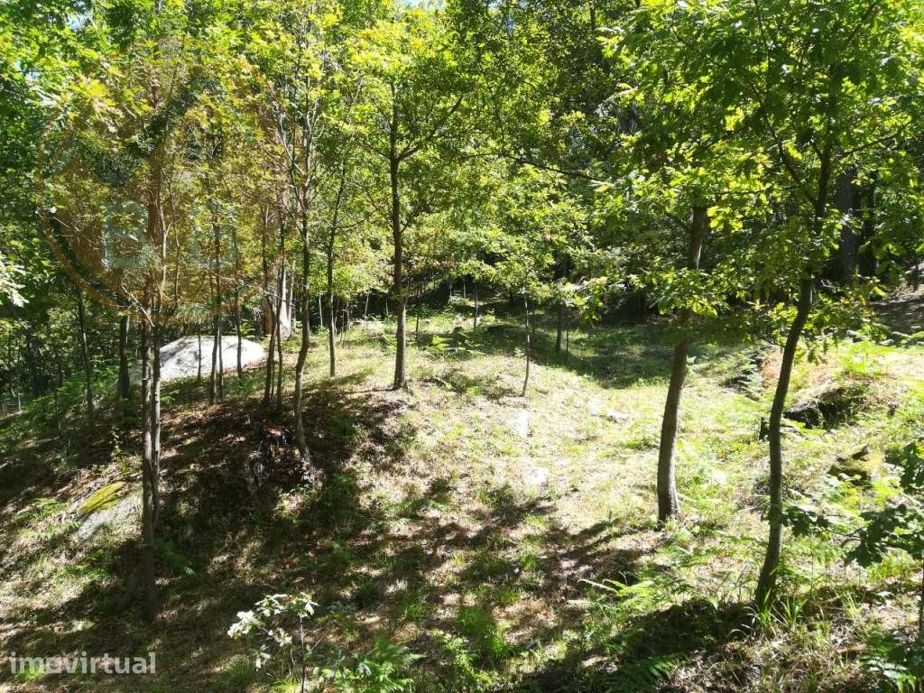 TERRENO COM APROXIMADAMENTE 14.000M² EM CERVA, RIBEIRA DE PENA - Grande imagem: 5/7