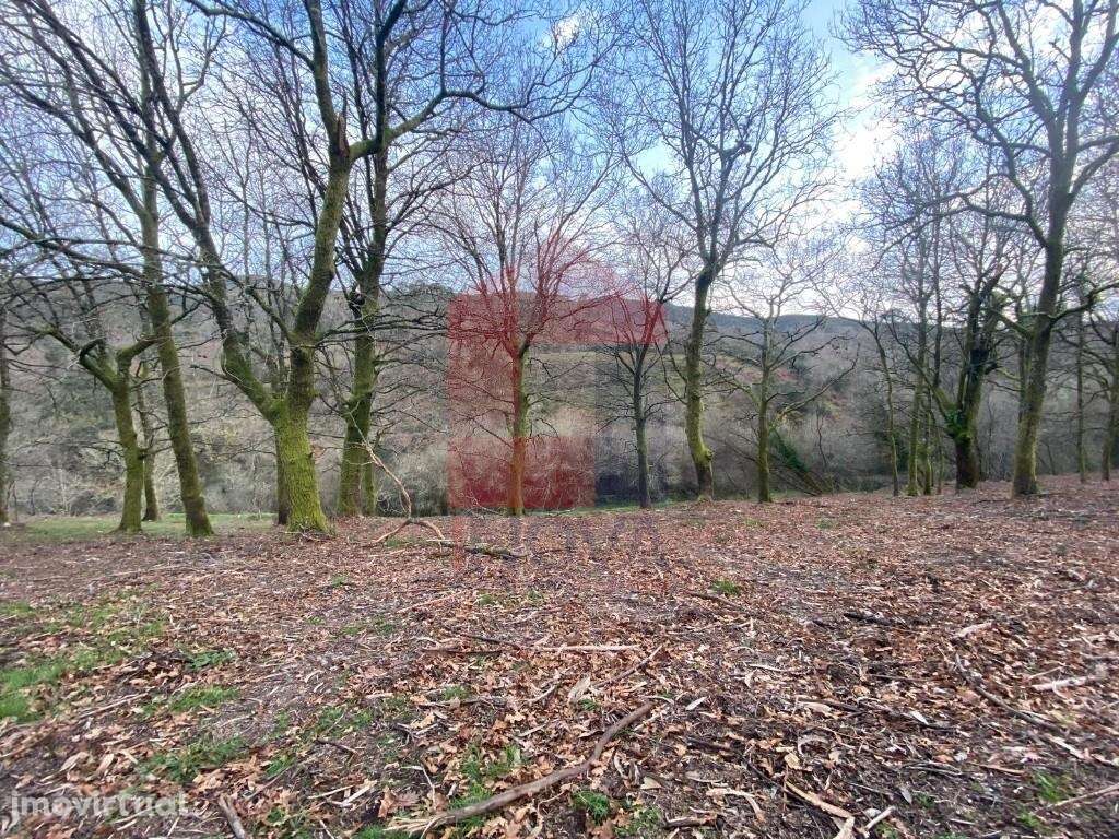 Terreno florestal, Azias - Grande imagem: 3/29