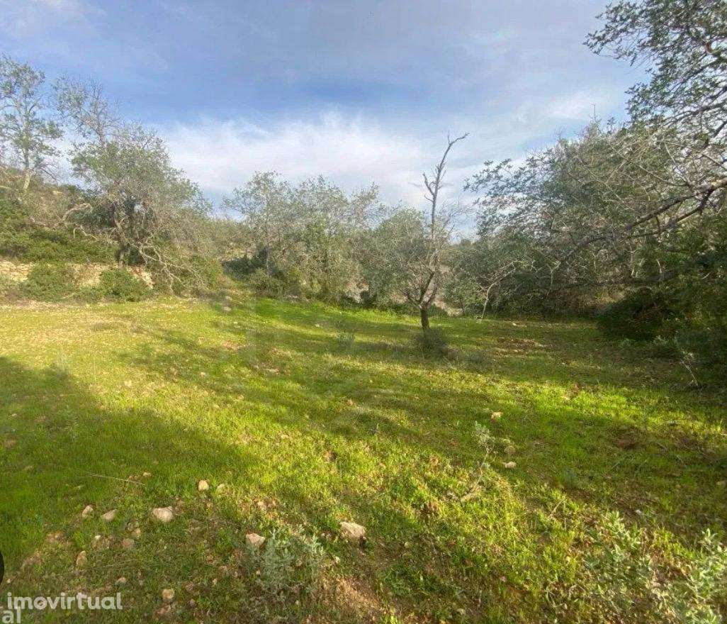 Terreno com 6.000 m² + Construção Existente | Vale da Jorra | Santarém - Grande imagem: 4/4