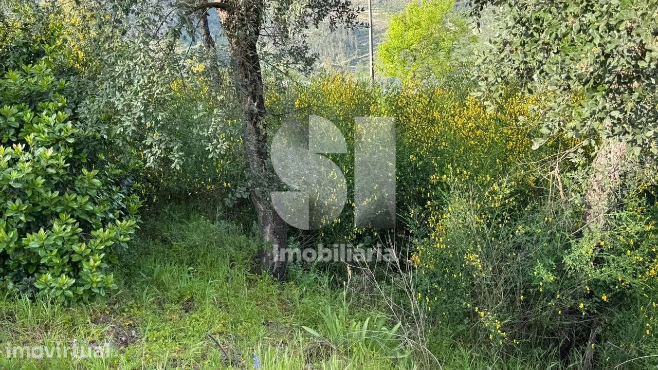 Terreno com PIP aprovado e vista Douro | 19.376 m² | Baião - Grande imagem: 5/14