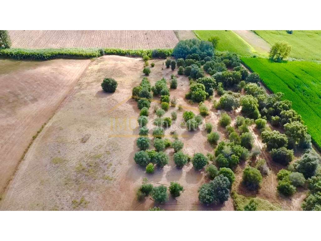 Terreno em Brogueira 20.000m2 Projeto Aprovado + Contentor T2 - Grande imagem: 4/29