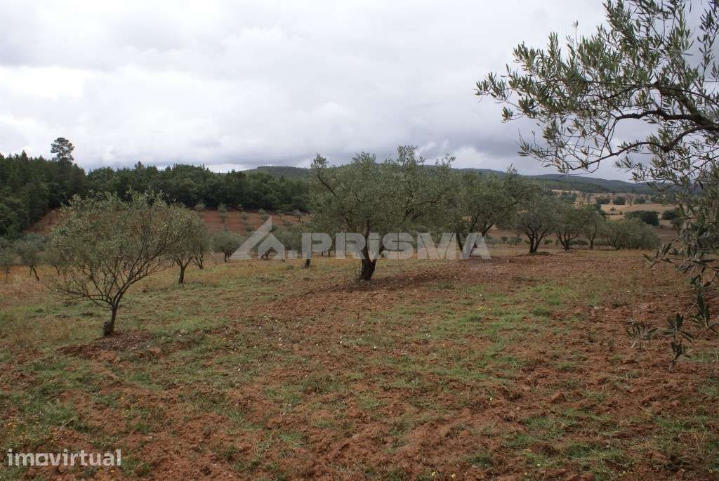 Terreno agrícola para venda - Grande imagem: 5/8