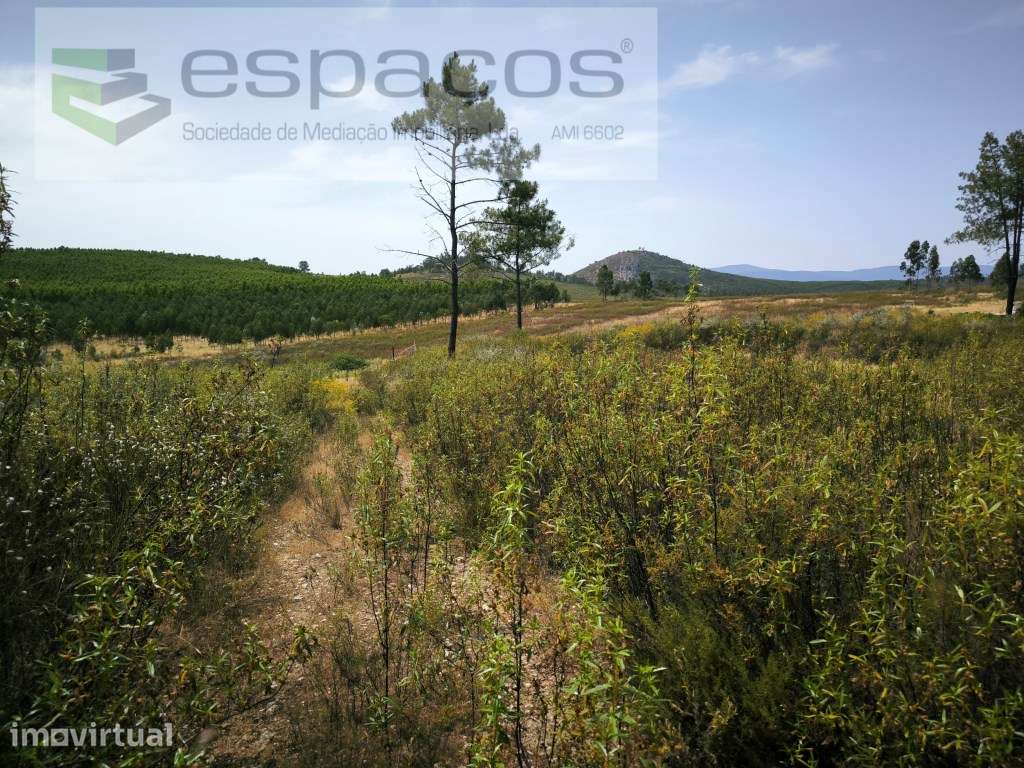 Quinta com 2 poços e barragem - Juncal do Campo - Grande imagem: 4/12