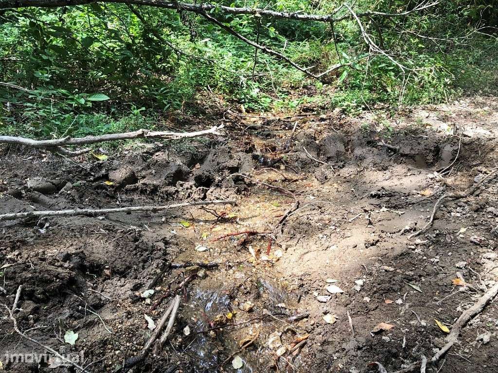 Terreno / Bouça - Bouro Sta Maria - Grande imagem: 5/19