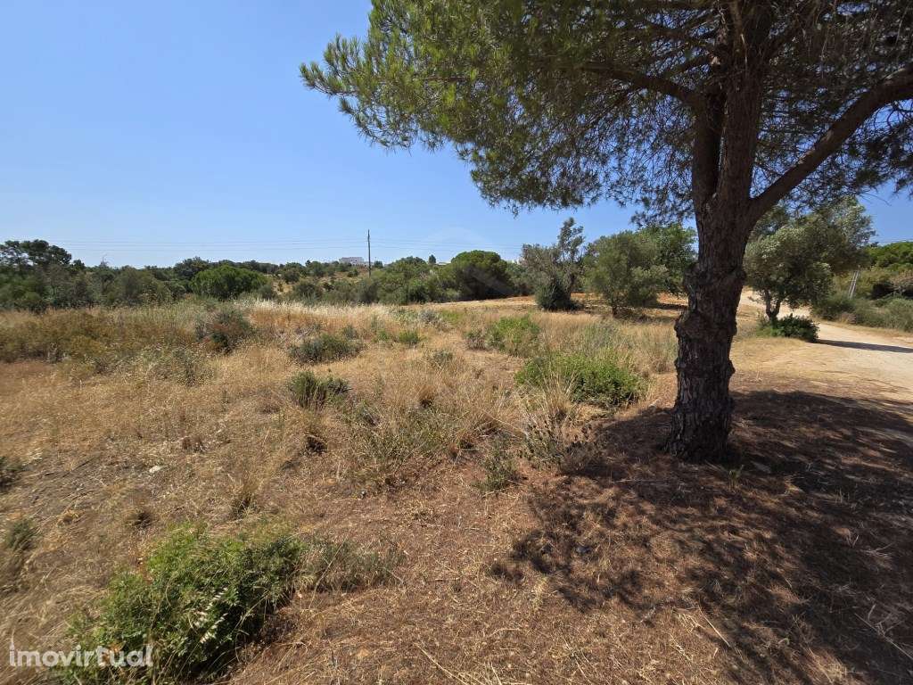 Terreno rústico, com diversas árvores, Boliqueime, Algarve - Grande imagem: 4/20