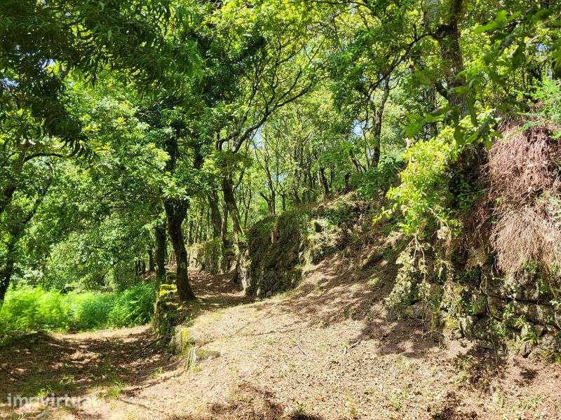 Terreno no Gerês com Ruína e Mina 3 Artigos 8.100m² - Grande imagem: 2/12