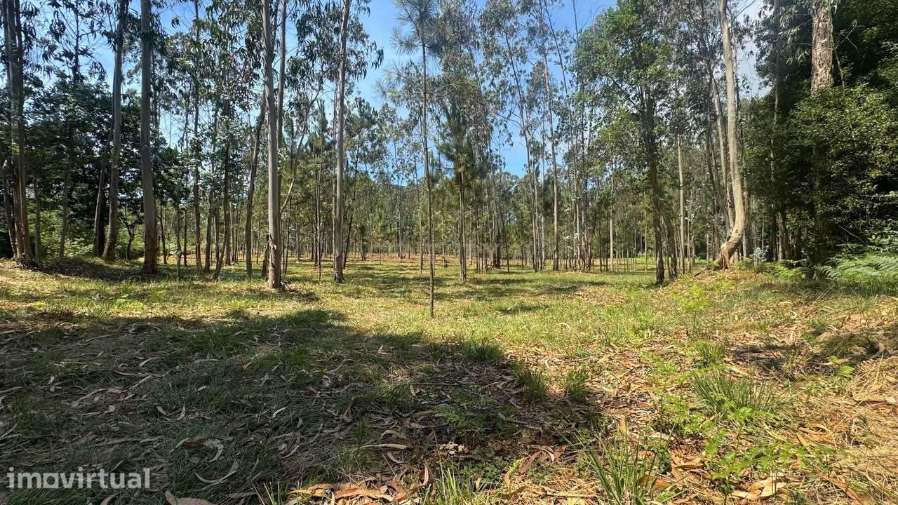 TERRENO FLORRESTAL 5.453 m² – TERROSO | PÓVOA DE VARZIM - Grande imagem: 3/9