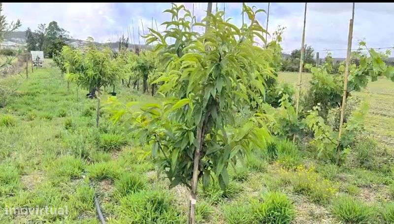 Terreno Agrícola Horta e Vinhas 1800m2 - Grande imagem: 4/9