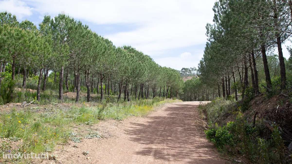 Terreno nas colinas de Carrascalinho com possibilidade de construção - Grande imagem: 3/4