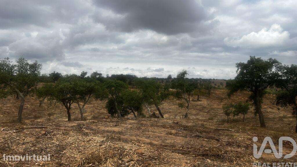 Terreno Agrícola em Abela - Grande imagem: 5/8