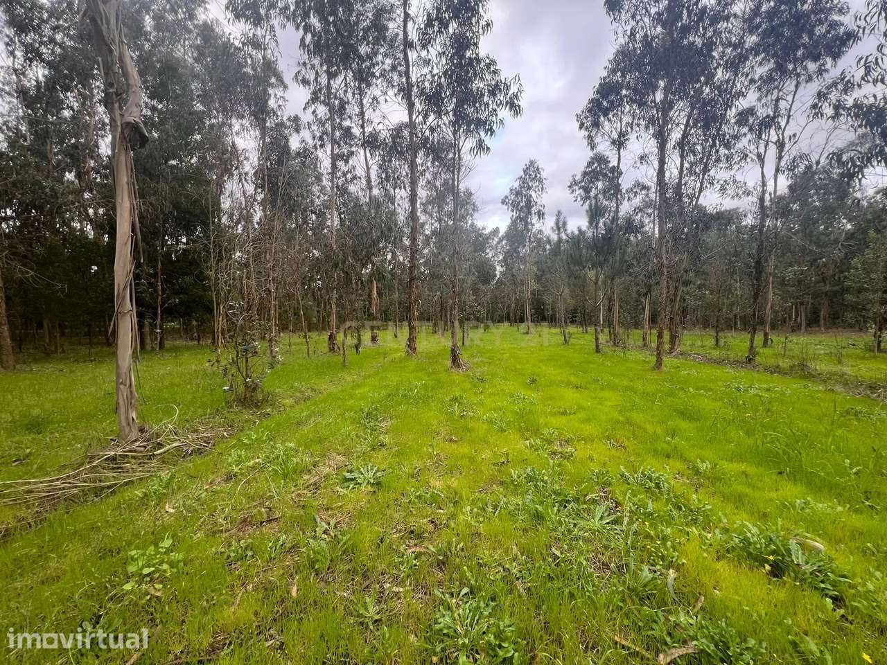 Terreno em Seixo, Mira - Oportunidade Única - Grande imagem: 2/24