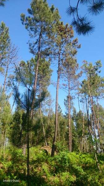 Pinhal sito à Portela, com bons acessos. - Grande imagem: 3/5