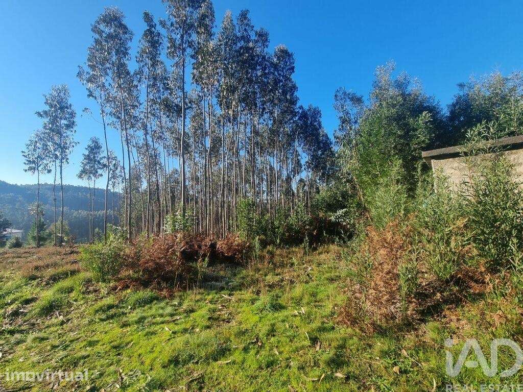 Terreno Agrícola em Mortágua, Vale de Remígio, Cortegaça e Almaça - Grande imagem: 3/7
