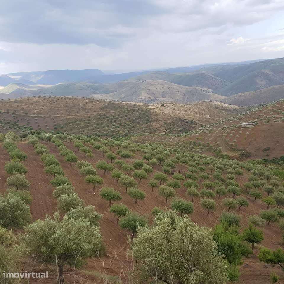Quinta no Douro Superior, VALE D´ANELHA-Comércio de Azeite Biológico - Grande imagem: 5/9