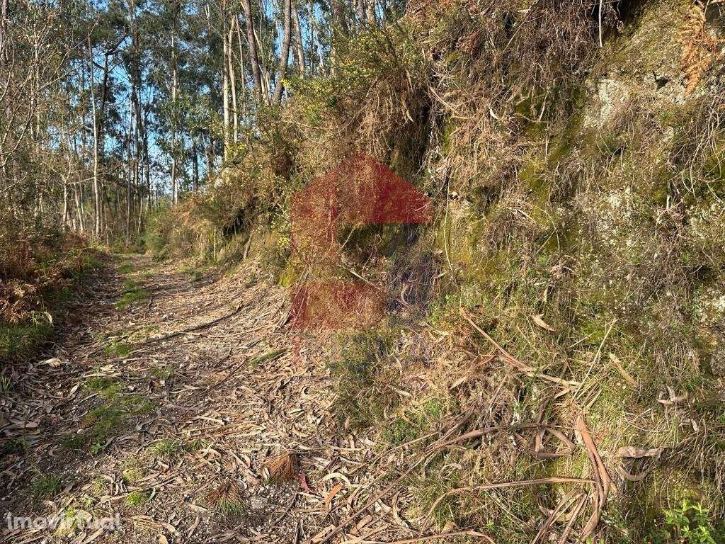 Terreno florestal, Oriz Sta Marinha - Grande imagem: 5/39