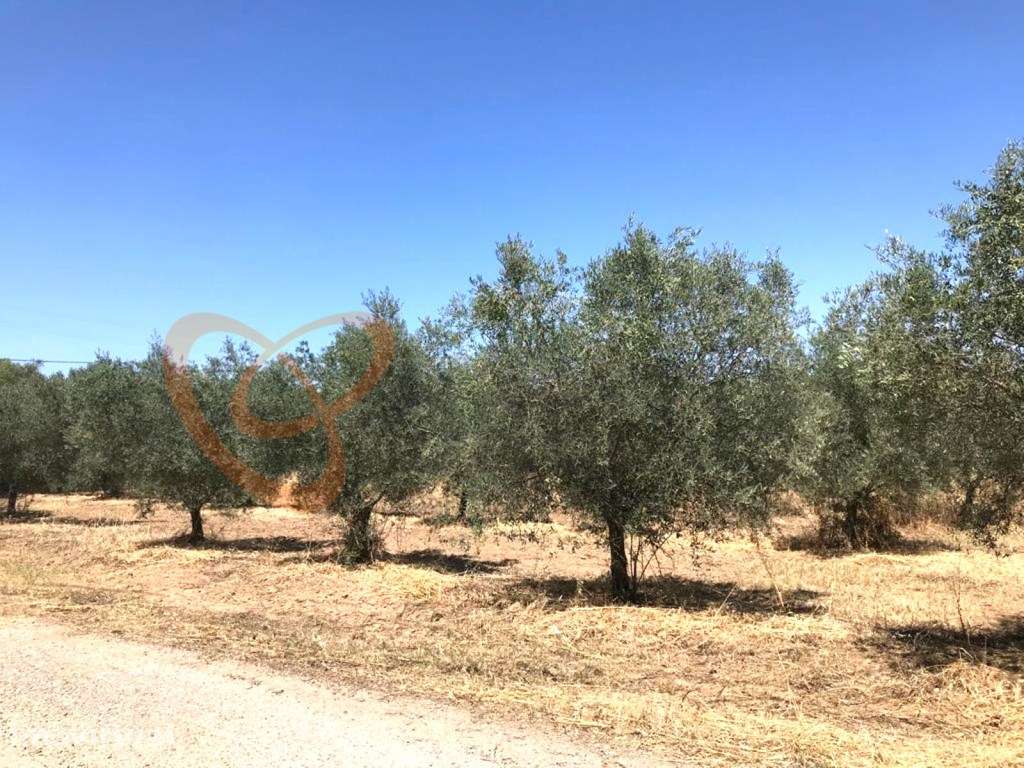 Fantástica Moradia situada na Vidigueira, Alentejo, Portugal - Grande imagem: 5/24