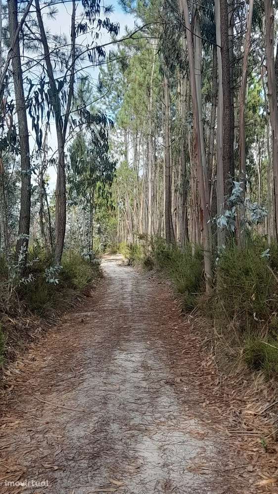 Terreno Rústico em Casal Galego - Grande imagem: 5/5